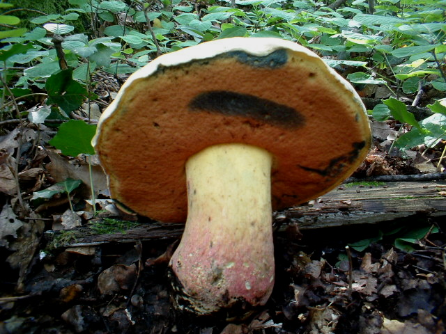 Boletus satanas?